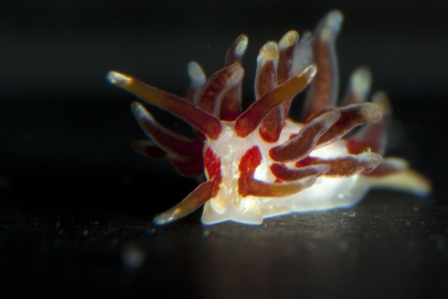 Nudibranch