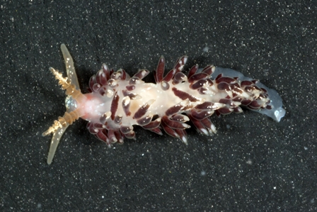 Nudibranch