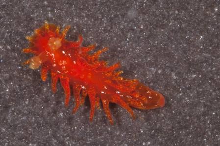 Nudibranch