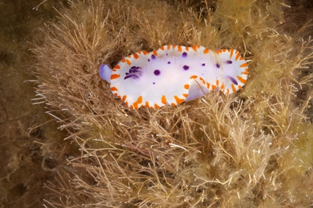 Nudibranch