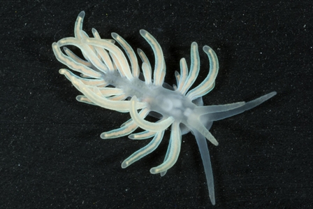 Nudibranch