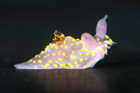 Nudibranch