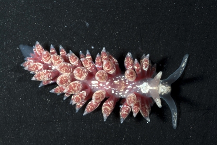 Nudibranch