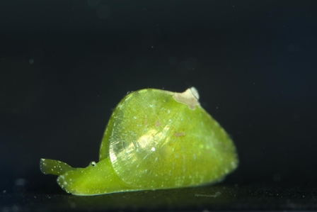 Sap-sucking Sea Slug