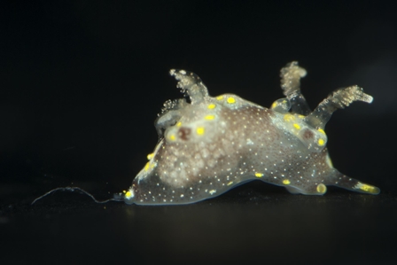 Nudibranch