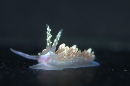 Nudibranch