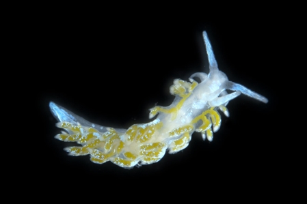 Nudibranch