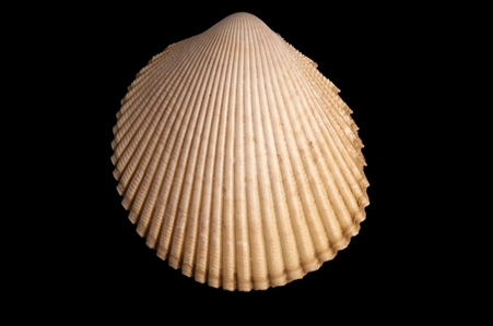 Oblique Southern Cockle