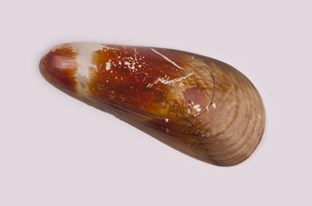 Translucent Mussel