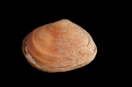 Bivalve Mollusc