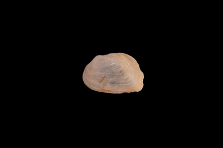 Bivalve Mollusc