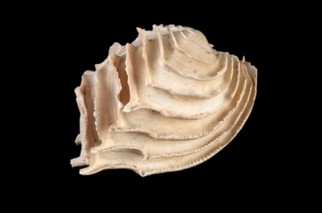 Frilled Venus Shell