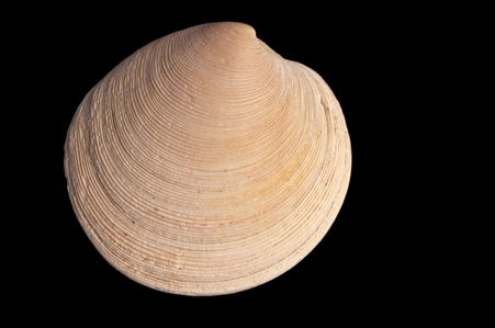 Bivalve Mollusc