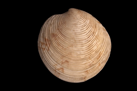 Bivalve Mollusc