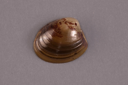 Subdilecta Nut Shell