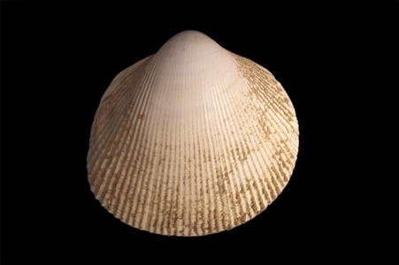 Thin-ribbed Cockle