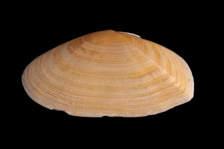 Bivalve Mollusc