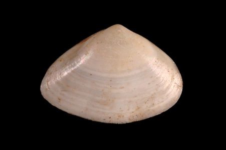 Jackson's Trough Shell