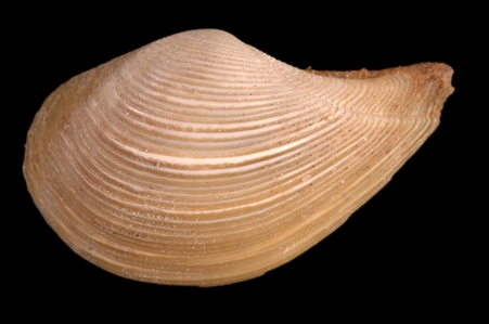 Illepeda Elongate Nut Shell