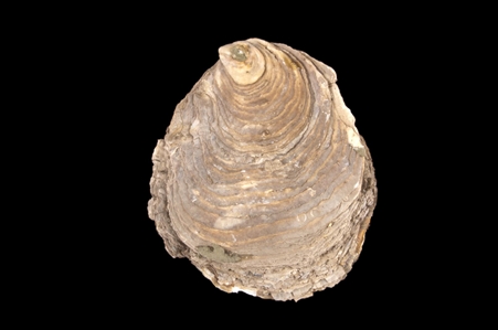 Mud Oyster