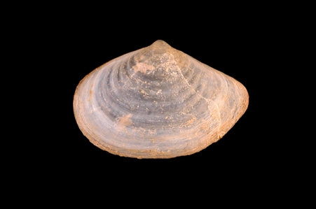 Bivalve Mollusc