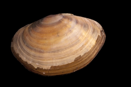 Double-Rayed Sunset Clam