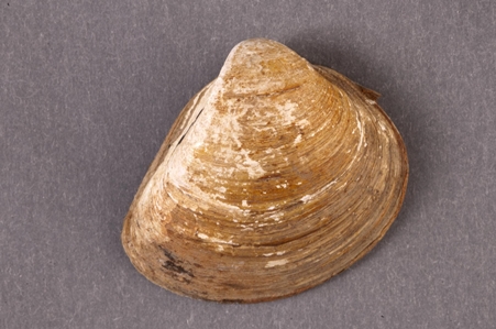 Bivalve Mollusc