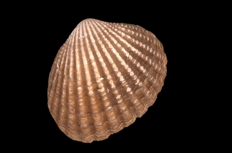 Bivalve Mollusc