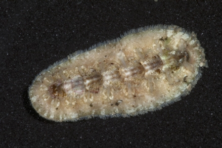 Chiton