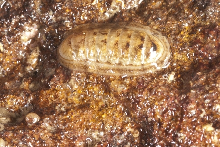 Chiton