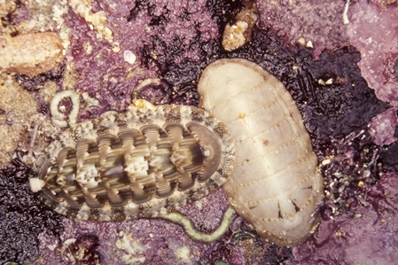 Chiton