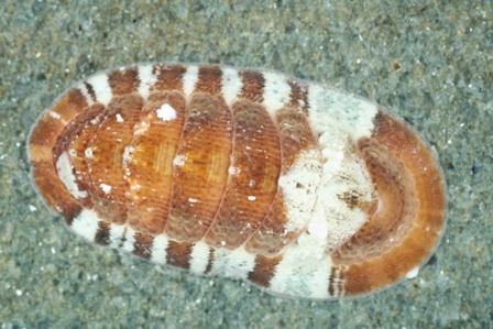 Chiton