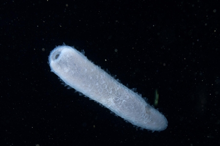 Salp