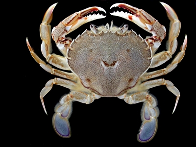 New Zealand Paddle Crab