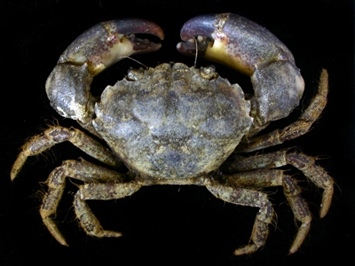Smooth-handed Crab