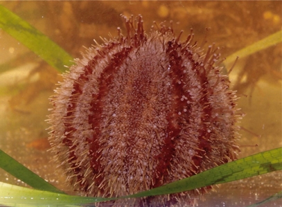 Sea Urchin