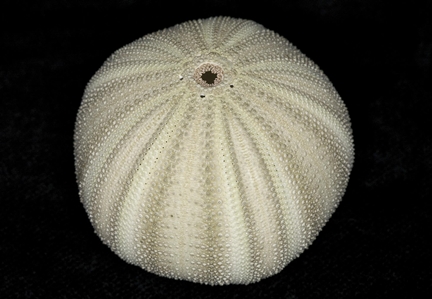 Sea Urchin