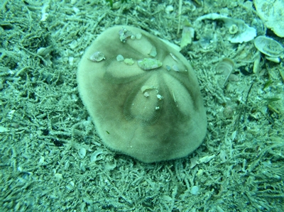 Sand Dollar