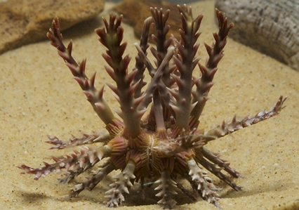 Thorny Sea Urchin
