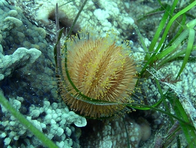 Port Phillip Bay Taxonomy Toolkit