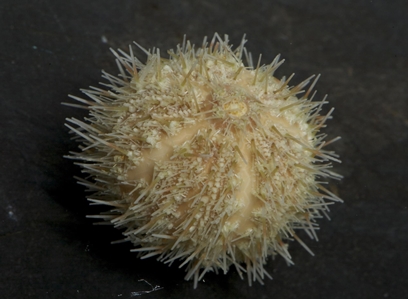 Sea Urchin