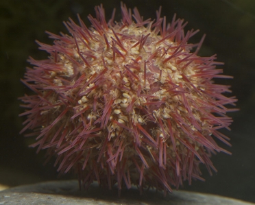 Sea Urchin