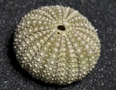 Sea Urchin