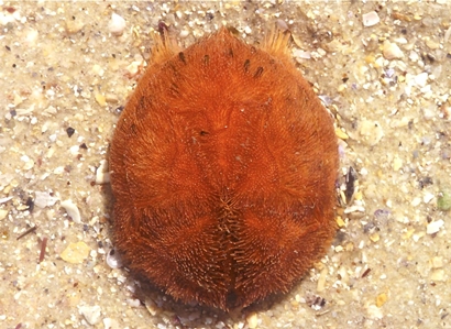 Sea Urchin