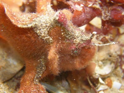 Prickly Anglerfish