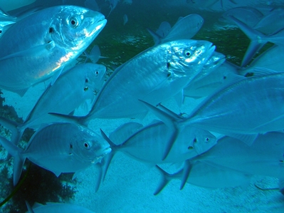 Skipjack Trevally