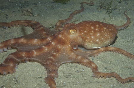 Southern White-spot Octopus