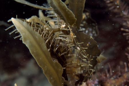 Hydroid