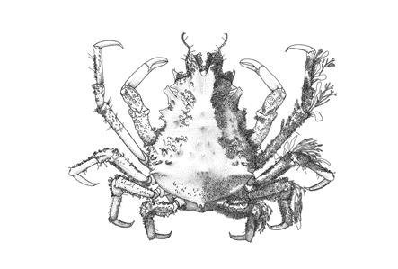 Ribbed Spider Crab