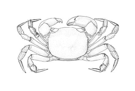 Two-spined Crab